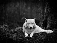 grey wolf washington