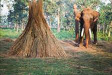 Nepal elephant